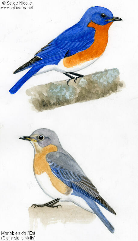 Eastern Bluebird , identification