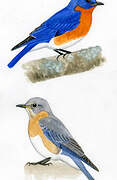 Eastern Bluebird