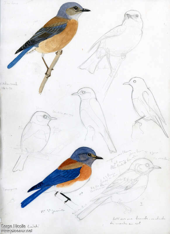Western Bluebirdadult, identification