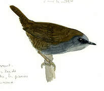 Magellanic Tapaculo