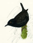 Blackish Tapaculo