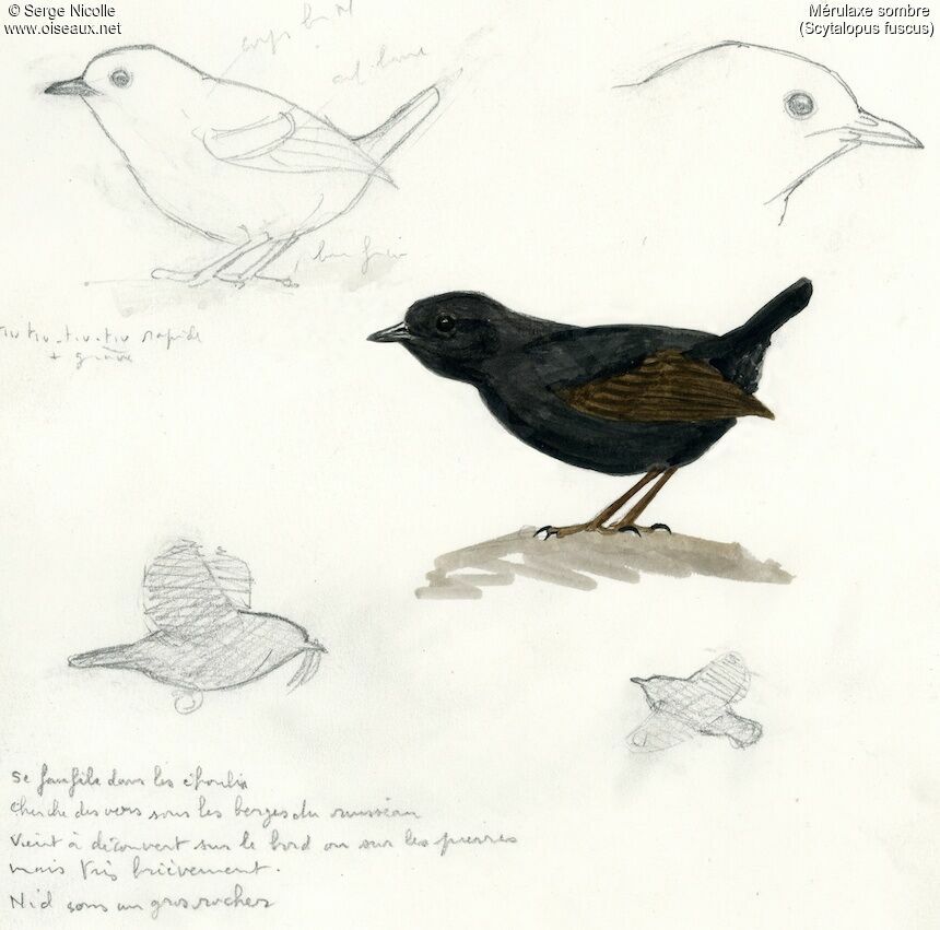 Dusky Tapaculo, identification