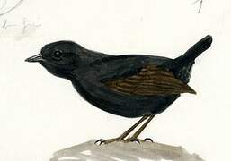 Dusky Tapaculo