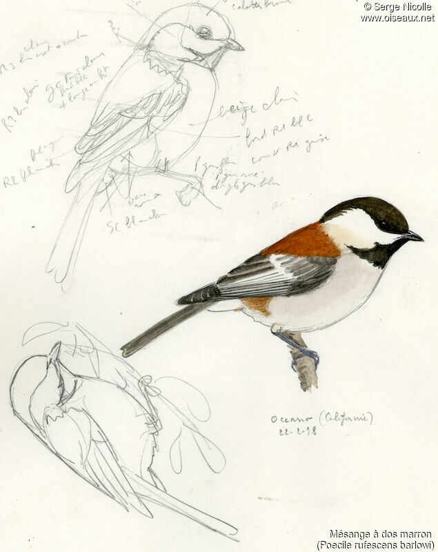 Chestnut-backed Chickadee, identification