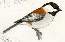 Chestnut-backed Chickadee