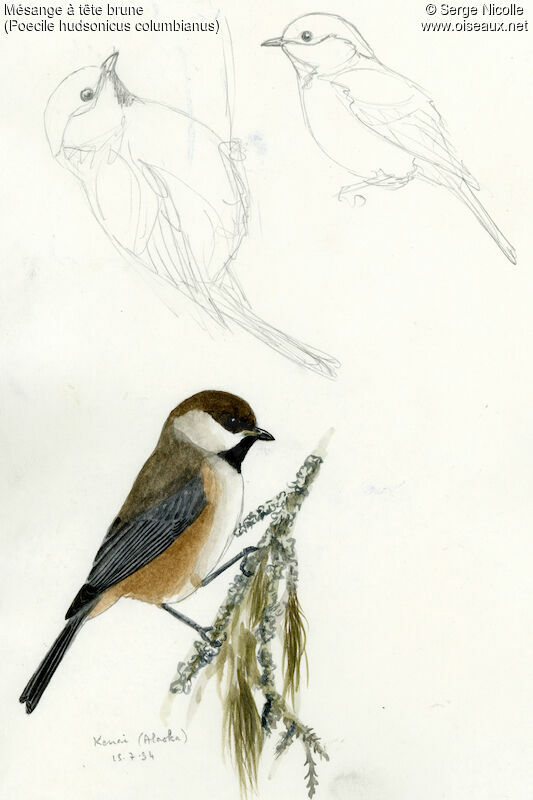 Boreal Chickadee, identification