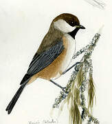 Boreal Chickadee