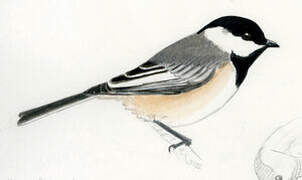 Black-capped Chickadee