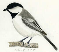 Black-capped Chickadee