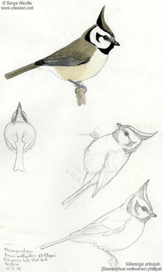 Bridled Titmouse, identification