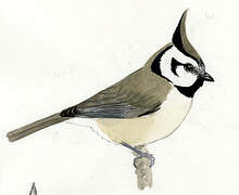 Bridled Titmouse