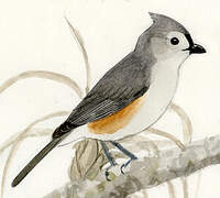 Tufted Titmouse