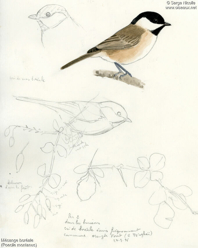 Mésange boréale, identification