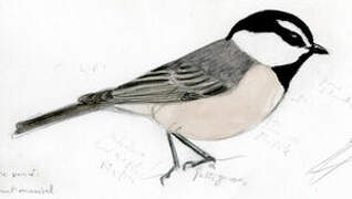 Mountain Chickadee