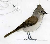 Oak Titmouse