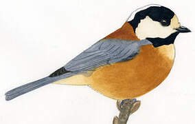 Varied Tit