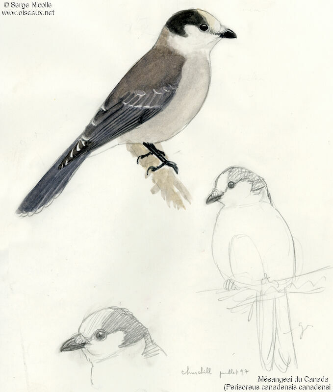 Grey Jay