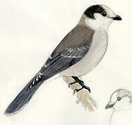 Grey Jay