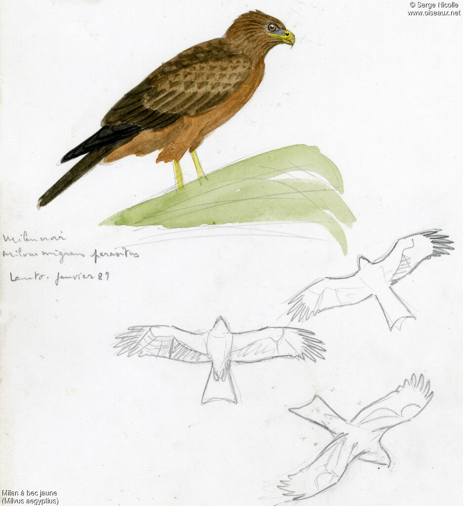 Yellow-billed Kite, identification