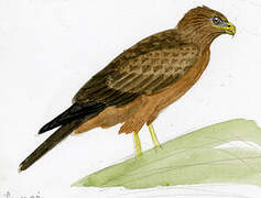 Yellow-billed Kite