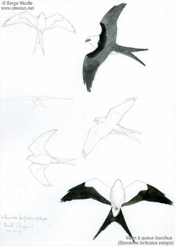 Swallow-tailed Kite, identification