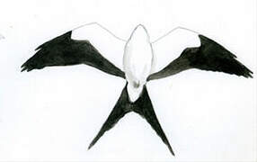 Swallow-tailed Kite