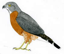 Double-toothed Kite