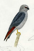 Plumbeous Kite