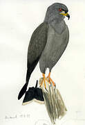 Snail Kite