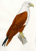 Brahminy Kite