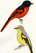 Scarlet Minivet