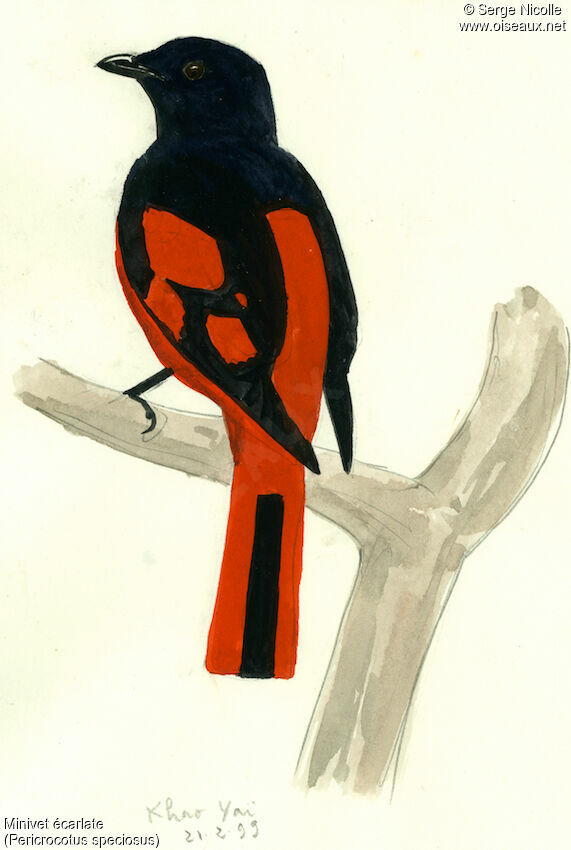 Minivet écarlate, identification