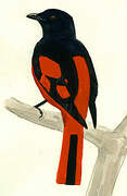 Scarlet Minivet