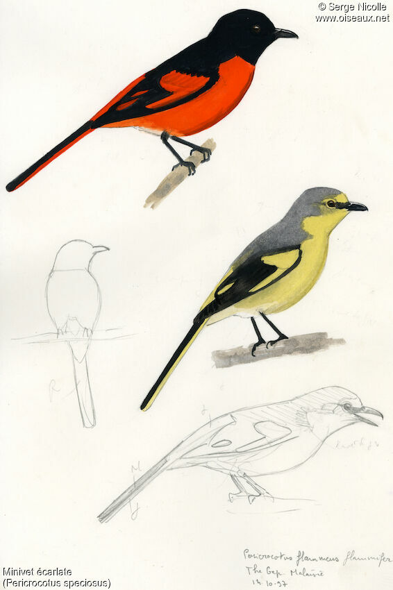 Minivet écarlateadulte, identification