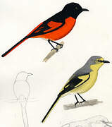 Scarlet Minivet