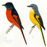 Grey-chinned Minivet