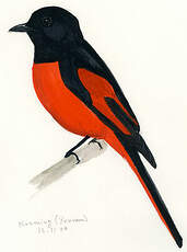 Minivet rouge