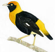 Golden Myna