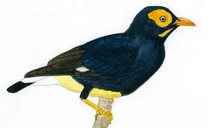 Yellow-faced Myna