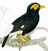 Long-tailed Myna