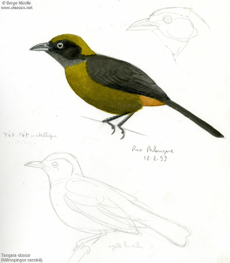 Dusky-faced Tanager identification