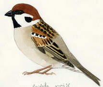 Eurasian Tree Sparrow