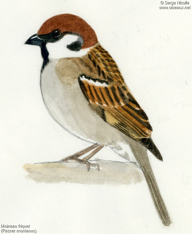 Eurasian Tree Sparrow, identification