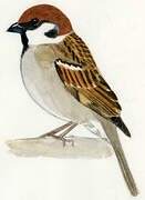 Eurasian Tree Sparrow