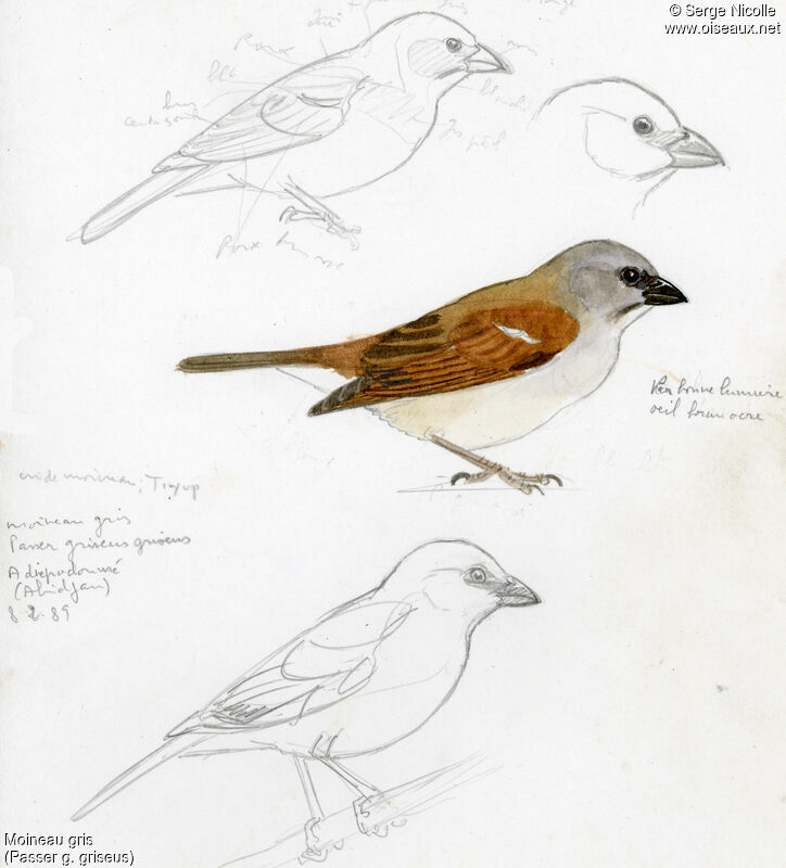 Northern Grey-headed Sparrow, identification