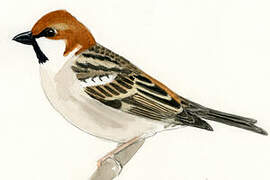 Russet Sparrow