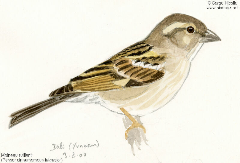 Russet Sparrow female, identification