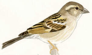 Russet Sparrow