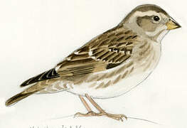 Rock Sparrow