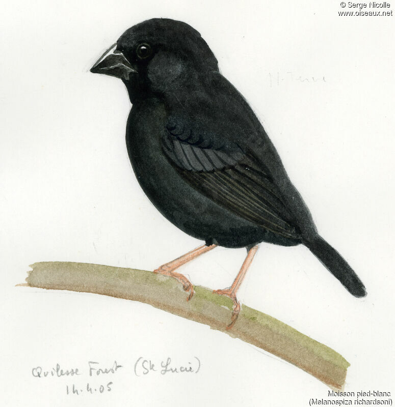 St. Lucia Black Finch, identification